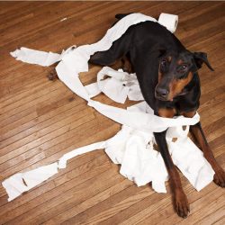 The protective qualities of the breed are sometimes manifested in the most unexpected ways. The  ...