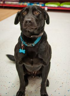 Muzzle not pointed, with a pronounced transition from the forehead to the muzzle. The nose is wi ...