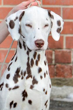 A huge advantage of the representatives of the breed in question is the absence of dangerous dis ...