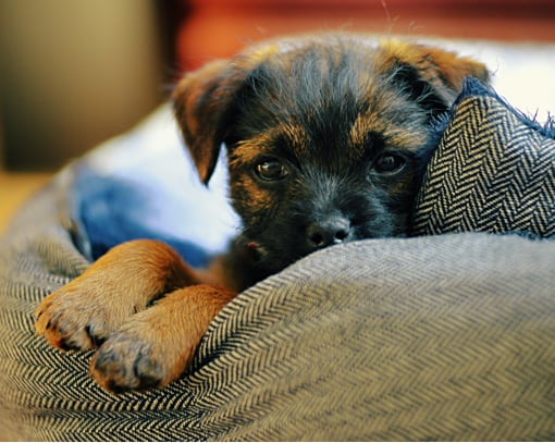 The homeland of the Border Terrier is Great Britain. To be precise, this breed appeared from the ...