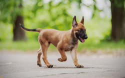 Thanks to an excellent memory, many commands are remembered, moreover, if the dog is well traine ...