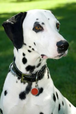Exercising on an equipped obstacle course can be an alternative, just measure the dog’s ph ...