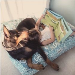 The Doberman by nature is an animal with a balanced psyche, which, with the right approach, is a ...