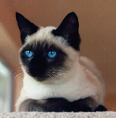 Siamese cats love their people very much. They love to be “helpful” and will follow you and cont ...