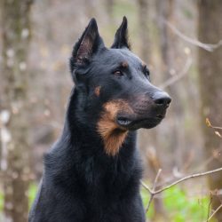 The Beauceron breed is friendly in nature but prone to stubbornness and independence. It is also ...