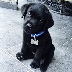 The dog not only understands what they want from it at a particular moment, but also feels the e ...
