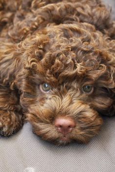 It is very important to know and remember that Lagotto has a sensitive psyche and therefore rigi ...