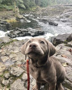 It is believed that the Labrador Retriever has served humans around the early 18th century. 