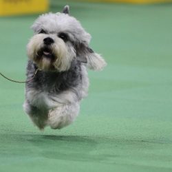 Adults should eat 2 times a day. Puppies eat 6-7 times, the number of daily servings depends on  ...