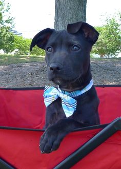 The height at the withers in males is 56-57 cm, in bitches – 54-56 cm. But a slight deviat ...