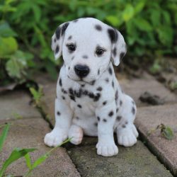Your pet’s food should not be oversaturated with proteins, and in general, the diet should ...