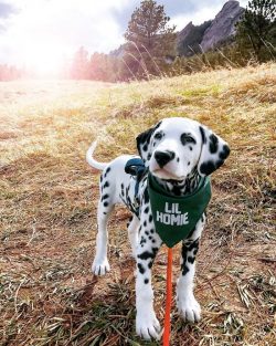 Dalmatians need early socialization and proper upbringing. 