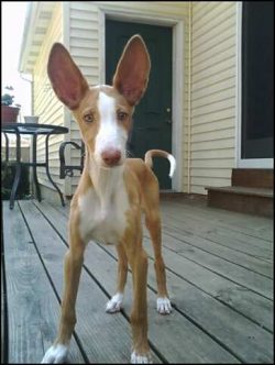 Ibiza Greyhounds living in the United States are valued as cheerful, cheerful companions, they a ...