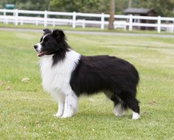the breed developed in a natural way, since the harsh conditions of the ancient world required g ...