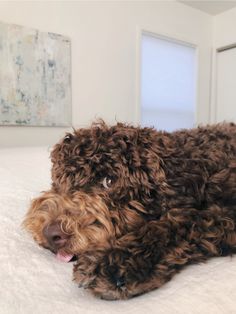 However, the Lagotto is not fierce enough to make a good guard dog. Lagotto Romagnolo prefers to ...