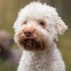 Fans of this breed note that the well-socialized Lagotto Romagnolo is mostly friendly with stran ...