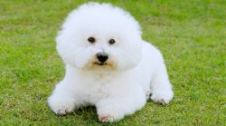 There is another opinion, which claims that in the 14th century these dogs were brought to Europ ...