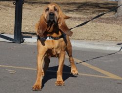 Bloodhound has a fairly high energy level, although he is not fidgety, and therefore needs physi ...