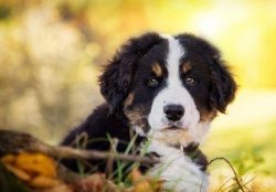 Unlike other family-bound breeds, the Bernese Mountain Dog gets along with strangers. As sled do ...