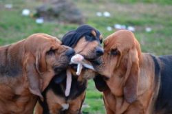 In the forest, the Bloodhound behaves professionally and persistently, not deviating from a self ...