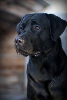 The Labrador has a normal coat with a thick undercoat. Brushing and brushing 1-2 times a week is ...