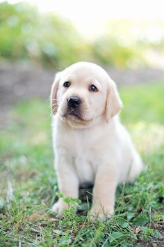 The tail is thick and dense, almost straight, continuing the line of the back. The Labrador̵ ...
