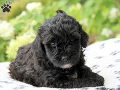 The Lagotto Romagnolo or Italian Water Dog is a very ancient breed of dog, originally bred for h ...