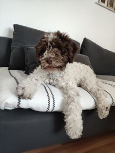 The Lagotto Romagnolo is a dog of medium height and strong build. There are pronounced gender di ...