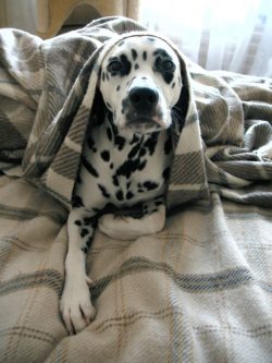 Most of the breed are black and white, but others are brown and white. Yes, there are 2 types of ...