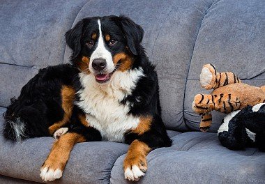 The only color allowed for the Bernese Mountain Dog is tricolor. The main color is black, white  ...