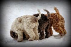 The Lagotto is a simple breed to train and train. Socializes quickly, masters even complex comma ...