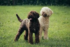 The origin of the lagotto romagnolo cannot be established today. Some researchers believe that t ...