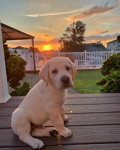 Due to their energetic nature, Labradors who don’t get enough attention and exercise can e ...