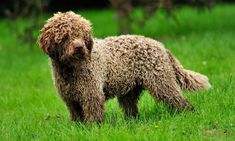 The breed was bred as a hunting one. From puppyhood, teach your pet to listen and obey commands  ...