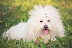 They cannot be called hyperactive – they are quite balanced. The bolognese dog creates a s ...