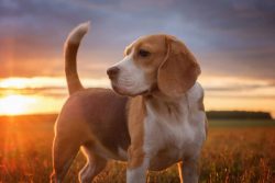 They are very affectionate, sociable and friendly dogs. They are very energetic and love to play ...