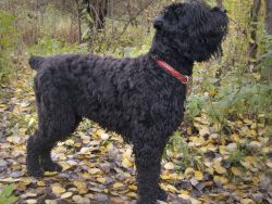 If you want your dog to become a reliable guard, then training should begin at an early age. At  ...