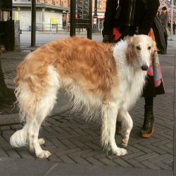 The Russian hunting greyhound reacts extremely badly to monotonous, monotonous repetition, there ...
