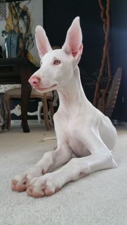 The Ibizan Greyhounds are also called the Galgo Sighthounds because of their distinctive appeara ...