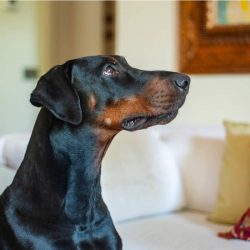 Fearless, energetic and attentive are three qualities that are characteristic of the Doberman. 