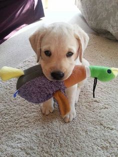 The Labrador Retriever loves to run, so it is advisable to have a spacious backyard with good fe ...