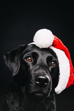 The Labrador Retriever is bred as a working dog with a friendly disposition. Initially, these an ...