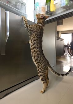 Savannah looks like a mini-cheetah: long legs (hind legs are often slightly longer than the fron ...