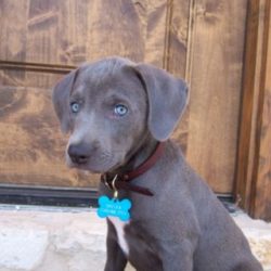 Representatives of this breed have a blue gene, but the color of the blue-lacy coat can be very  ...