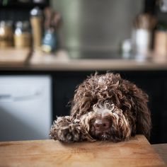 Dysplasia and other diseases of the musculoskeletal system are rare. Due to its rarity, lagotto  ...