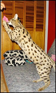 Savannah cats are naturally endowed with high intelligence, much greater than other domesticated ...