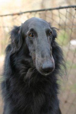 The Russian hound needs a lot of activity, running, exercise, and play. They are independent, an ...