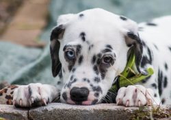 In general, Dalmatians teach teams quickly, but it is recommended to get this breed for people w ...