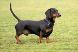 Compact shorties are a serious working breed. It was bred in the 17th century in Germany exclusi ...