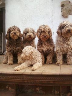 Due to the combination of excellent scent and performance, the breed is considered one of the be ...